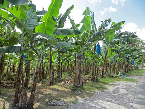 Banana Plantation, Saint Lucia